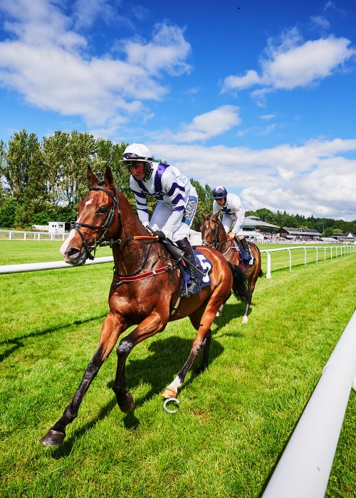 Horses at Pride Race Day 2023