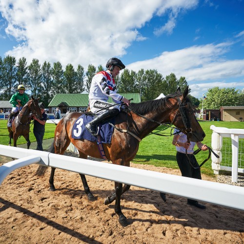 Horses at Pride Race Day 2023