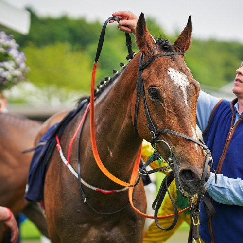 Equine Welfare