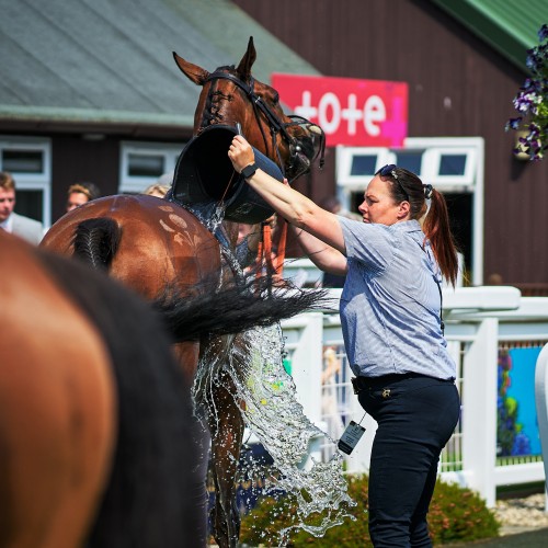 Equine Welfare