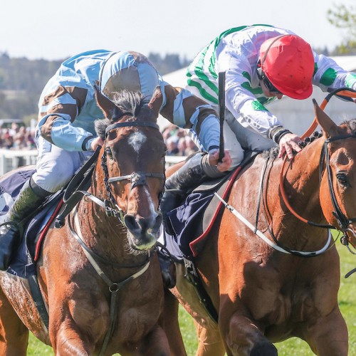 AMERICAN MIKE & STATUARIO